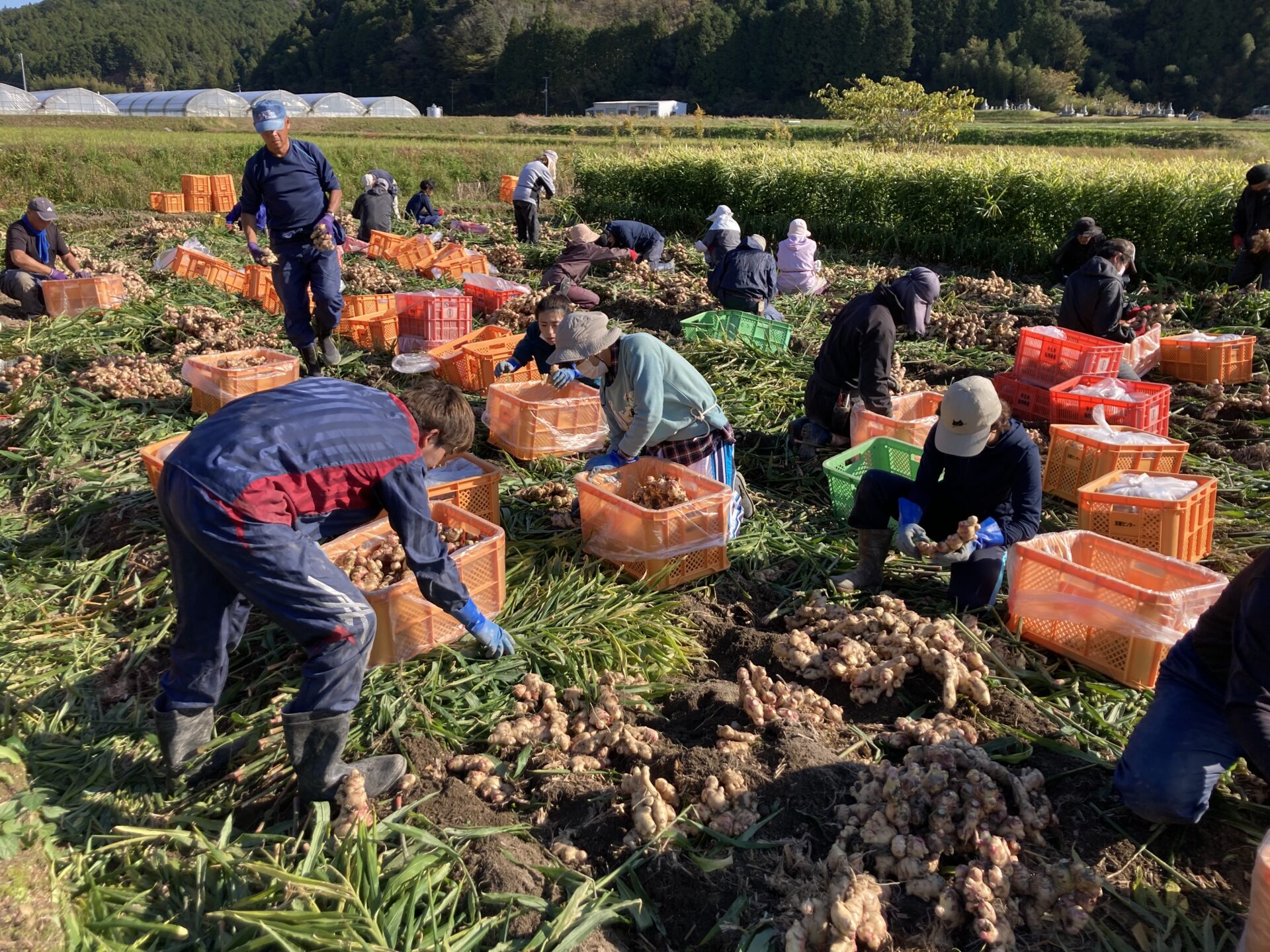 いのちを守る農場から 送料無料 いのちを守る農場から 送料無料 いのちを守る農場から 送料無料 いのちを