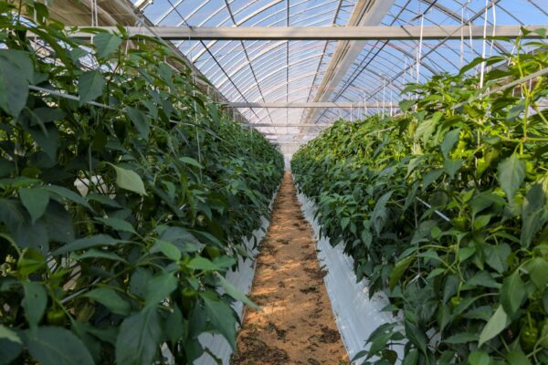 お仕事紹介画像