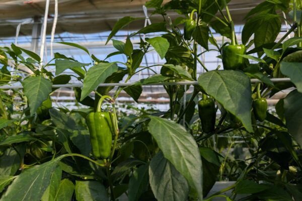 お仕事紹介画像